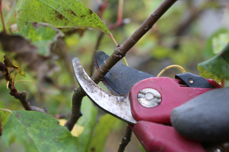 Pruning